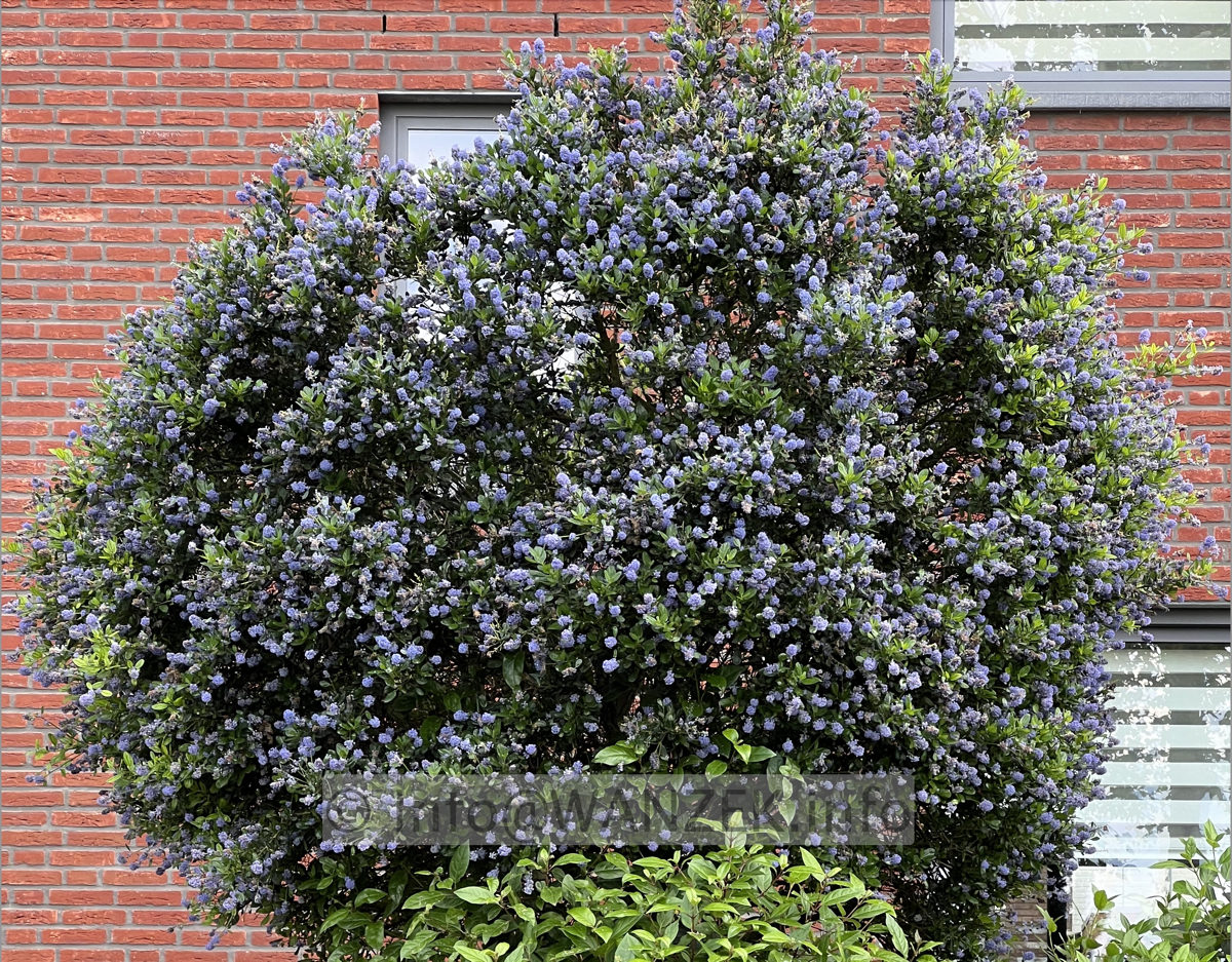 Ceanothus delilianus Gloire De Versailles.jpg